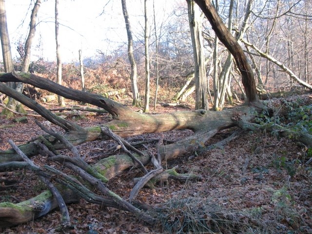 2007 11 Etangs de Hollande 26